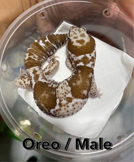 น้องตุ๊กแกหางอ้วน (FATTAIL GECKO) รูปที่ 4