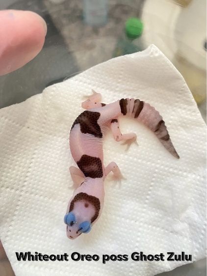น้องตุ๊กแกหางอ้วน (FATTAIL GECKO)
