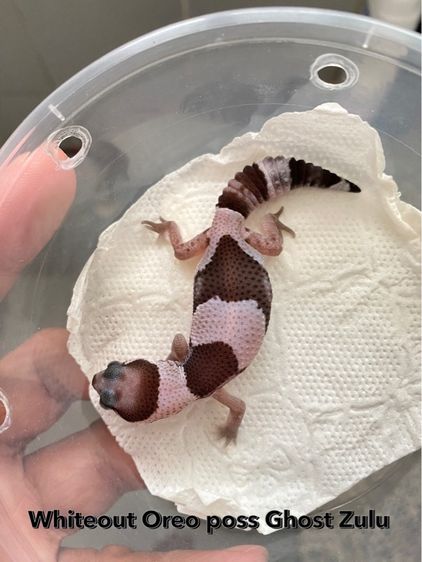 น้องตุ๊กแกหางอ้วน (FATTAIL GECKO) รูปที่ 3