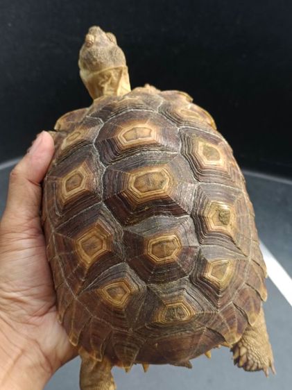 เต่าซูคาตา ขนาด 7-10นิ้วขึ้น รูปที่ 2