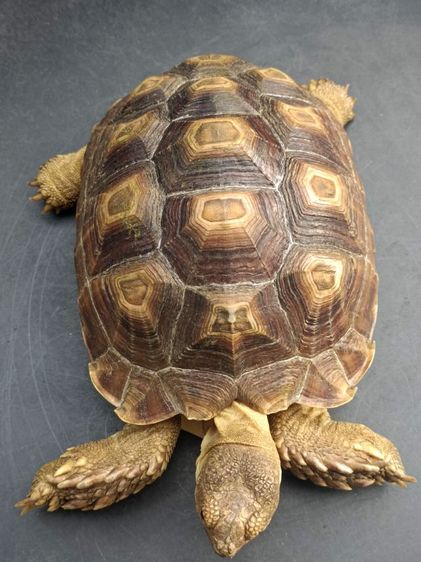 เต่าซูคาตา ขนาด 7-10นิ้วขึ้น รูปที่ 3