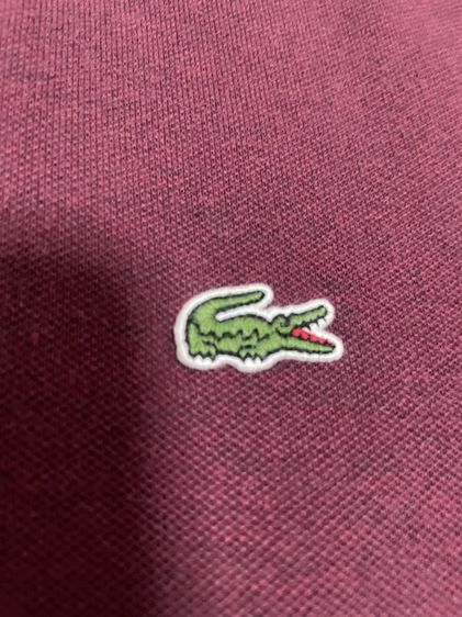 เสื้อ polo lacoste รูปที่ 5