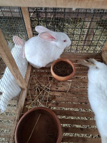 กระต่ายสายพันธ์เนื้อ นิวซีแลนไวน์ รูปที่ 14