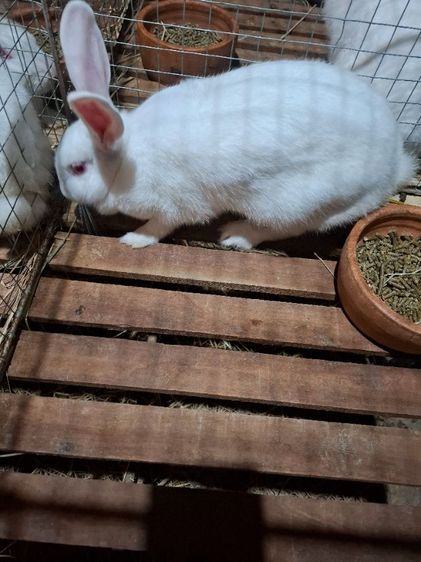 กระต่ายสายพันธ์เนื้อ นิวซีแลนไวน์ รูปที่ 12