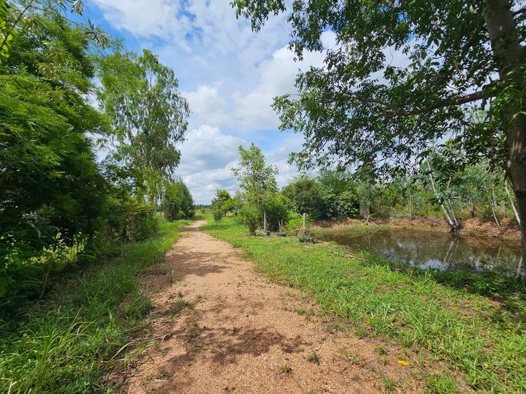 ที่ดิน 7 ไร่ ติดถนนลาดยาง บ้านหนองกุง เมืองขอนแก่น ราคาพิเศษ ห่างตัวเมืองขอนแก่นเพียง 15 นาที รูปที่ 4