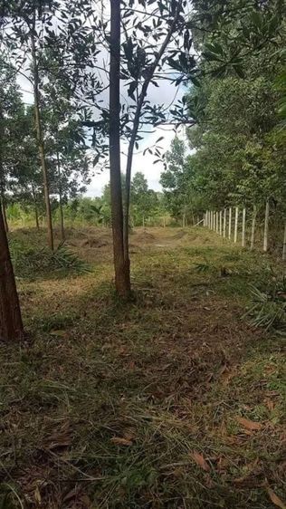 ไม่ใช่ ด่วน ขายที่ดิน หาดใหญ่ น้ำไม่ท่วม 100 ตารางวา ใกล้สนามบินหาดใหญ่ เพียง 5 นาที รูปที่ 4