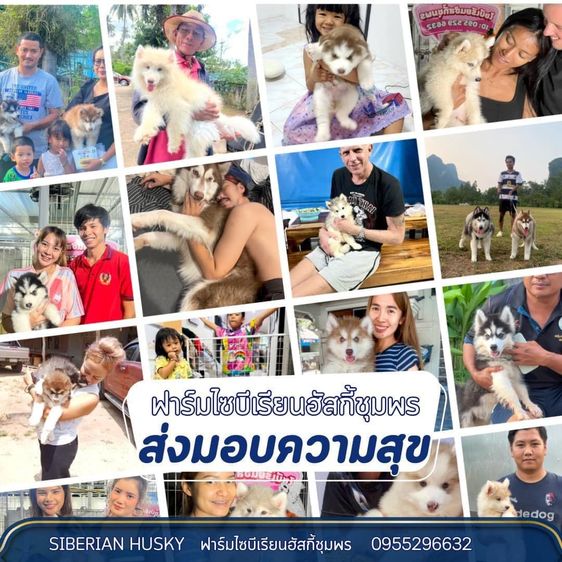 ไซบีเรียนฮัสกี้แท้ ฟาร์มไซบีเรียนชุมพร สายพันธุ์ดี ขนแน่น หน้าหมี รูปที่ 10
