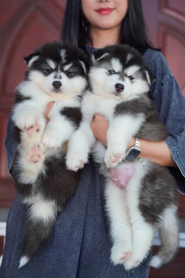 ไซบีเรียนฮัสกี้แท้ ฟาร์มไซบีเรียนชุมพร สายพันธุ์ดี ขนแน่น หน้าหมี รูปที่ 2