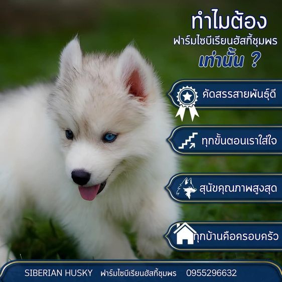 ไซบีเรียนฮัสกี้แท้ ฟาร์มไซบีเรียนชุมพร สายพันธุ์ดี ขนแน่น หน้าหมี รูปที่ 7
