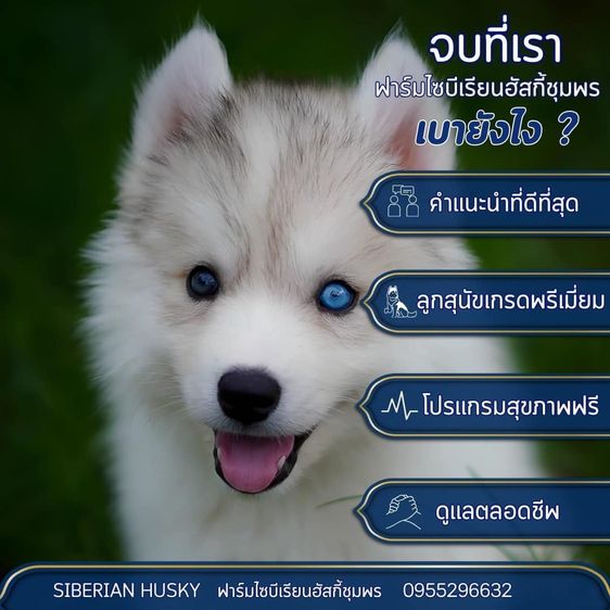 ไซบีเรียนฮัสกี้แท้ ฟาร์มไซบีเรียนชุมพร สายพันธุ์ดี ขนแน่น หน้าหมี รูปที่ 8
