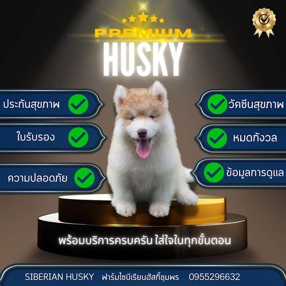 ไซบีเรียนฮัสกี้แท้ ฟาร์มไซบีเรียนชุมพร สายพันธุ์ดี ขนแน่น หน้าหมี รูปที่ 9