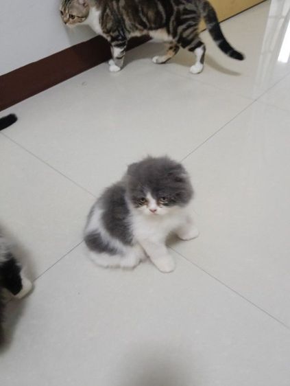 หาบ้านให้น้องๆๆค่าบแพ็กคู่สก็อตติชขนยาวอายุ2เดือนฉีดวัคชีนให้แล้วน้องน่าารักวัยใสสนใจทักไลน์คุยกันได้ค่าบแดไลน์มาคุยกัน รูปที่ 7