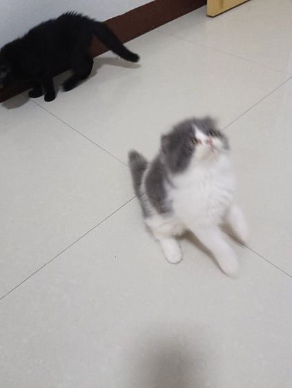 หาบ้านให้น้องๆๆค่าบแพ็กคู่สก็อตติชขนยาวอายุ2เดือนฉีดวัคชีนให้แล้วน้องน่าารักวัยใสสนใจทักไลน์คุยกันได้ค่าบแดไลน์มาคุยกัน รูปที่ 5