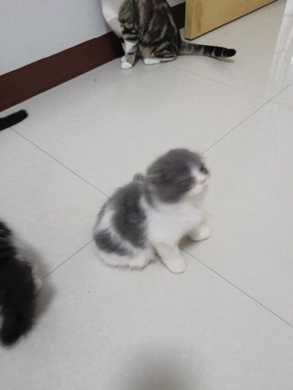 หาบ้านให้น้องๆๆค่าบแพ็กคู่สก็อตติชขนยาวอายุ2เดือนฉีดวัคชีนให้แล้วน้องน่าารักวัยใสสนใจทักไลน์คุยกันได้ค่าบแดไลน์มาคุยกัน รูปที่ 6