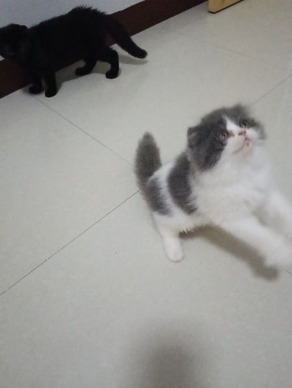 หาบ้านให้น้องๆๆค่าบแพ็กคู่สก็อตติชขนยาวอายุ2เดือนฉีดวัคชีนให้แล้วน้องน่าารักวัยใสสนใจทักไลน์คุยกันได้ค่าบแดไลน์มาคุยกัน