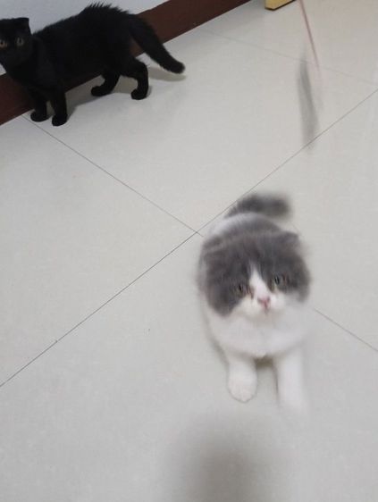 หาบ้านให้น้องๆๆค่าบแพ็กคู่สก็อตติชขนยาวอายุ2เดือนฉีดวัคชีนให้แล้วน้องน่าารักวัยใสสนใจทักไลน์คุยกันได้ค่าบแดไลน์มาคุยกัน รูปที่ 2