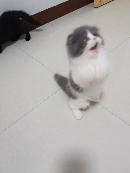 หาบ้านให้น้องๆๆค่าบแพ็กคู่สก็อตติชขนยาวอายุ2เดือนฉีดวัคชีนให้แล้วน้องน่าารักวัยใสสนใจทักไลน์คุยกันได้ค่าบแดไลน์มาคุยกัน รูปที่ 4