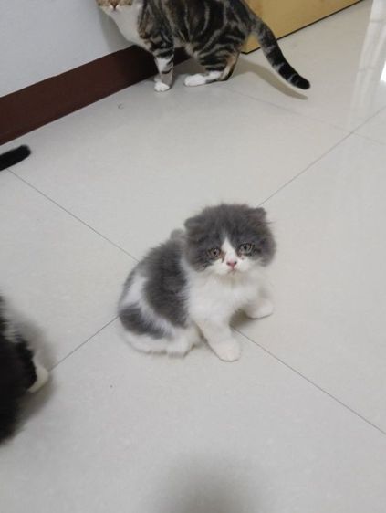 หาบ้านให้น้องๆๆค่าบแพ็กคู่สก็อตติชขนยาวอายุ2เดือนฉีดวัคชีนให้แล้วน้องน่าารักวัยใสสนใจทักไลน์คุยกันได้ค่าบแดไลน์มาคุยกัน รูปที่ 8