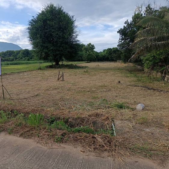 ขายที่ดินเปล่าขนาด 1 ไร่ 1 งาน 35 ตารางวา อ.เชียงดาว จ.เชียงใหม่ บรรยากาศร่มรื่น เห็นวิวดอยหลวง ใกล้โรงเรียนยูเมะมิกิ รูปที่ 3