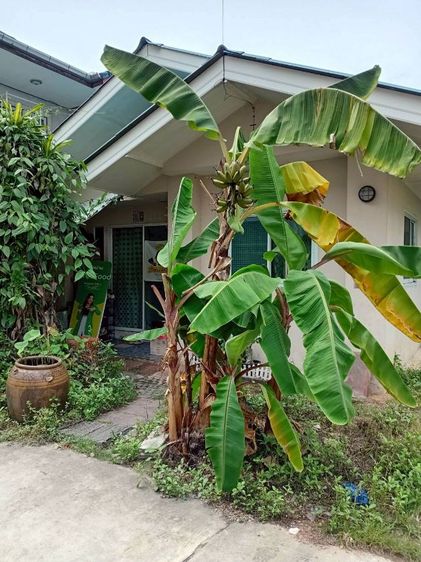 ที่ดินพระรามสาม รูปที่ 3