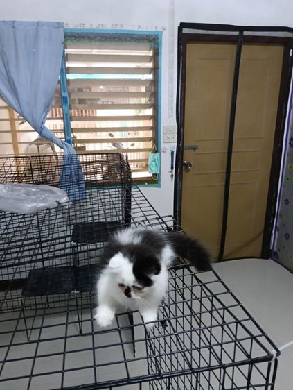 หาบ้านให้น้องแต้มเอ็ดโชติกเพศเมียอายุ2เดือนฉีดวัคชีนให้แล้ว1เข็มสนใจทักไลน์มาคุยกันได้ค่าบ รูปที่ 9