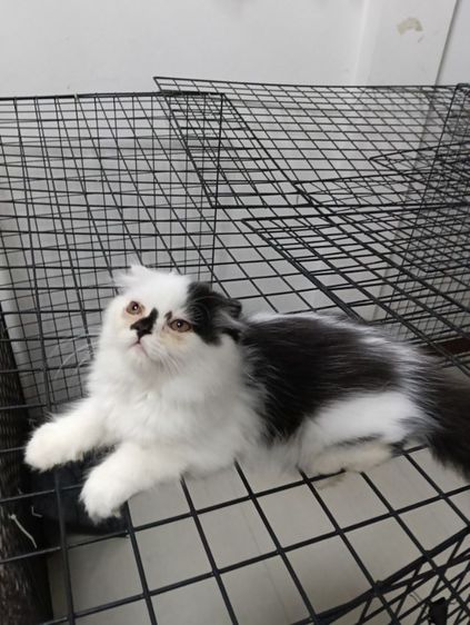 หาบ้านให้น้องแต้มเอ็ดโชติกเพศเมียอายุ2เดือนฉีดวัคชีนให้แล้ว1เข็มสนใจทักไลน์มาคุยกันได้ค่าบ รูปที่ 4