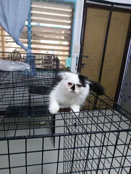 หาบ้านให้น้องแต้มเอ็ดโชติกเพศเมียอายุ2เดือนฉีดวัคชีนให้แล้ว1เข็มสนใจทักไลน์มาคุยกันได้ค่าบ รูปที่ 8