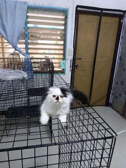 หาบ้านให้น้องแต้มเอ็ดโชติกเพศเมียอายุ2เดือนฉีดวัคชีนให้แล้ว1เข็มสนใจทักไลน์มาคุยกันได้ค่าบ รูปที่ 7