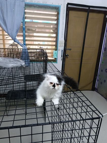 หาบ้านให้น้องแต้มเอ็ดโชติกเพศเมียอายุ2เดือนฉีดวัคชีนให้แล้ว1เข็มสนใจทักไลน์มาคุยกันได้ค่าบ รูปที่ 10