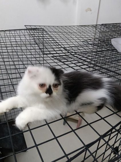 หาบ้านให้น้องแต้มเอ็ดโชติกเพศเมียอายุ2เดือนฉีดวัคชีนให้แล้ว1เข็มสนใจทักไลน์มาคุยกันได้ค่าบ รูปที่ 3