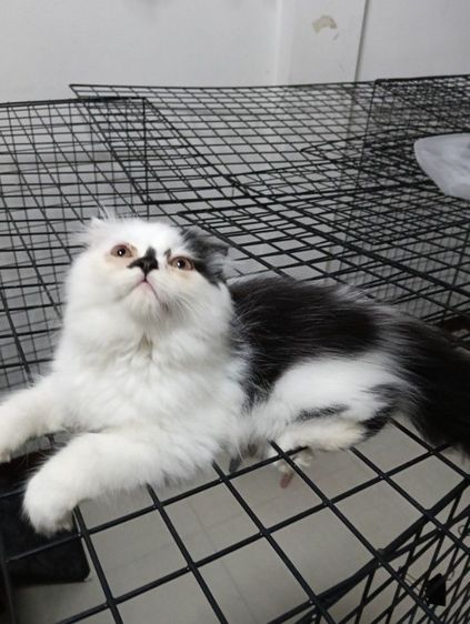 หาบ้านให้น้องแต้มเอ็ดโชติกเพศเมียอายุ2เดือนฉีดวัคชีนให้แล้ว1เข็มสนใจทักไลน์มาคุยกันได้ค่าบ รูปที่ 2