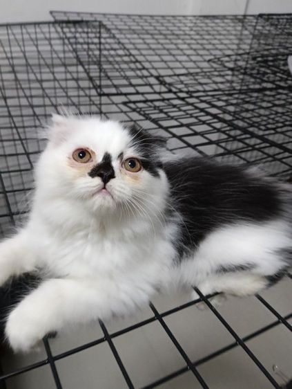 หาบ้านให้น้องแต้มเอ็ดโชติกเพศเมียอายุ2เดือนฉีดวัคชีนให้แล้ว1เข็มสนใจทักไลน์มาคุยกันได้ค่าบ