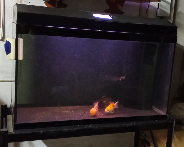 ตู้ปลา มีระบบกรองมุมในตัว (ขนาด 36 นิ้ว) กระจกหนา มีระบบกรองมุมในตัว พร้อมฝาปิด พร้อมขาตั้งเหล็ก เหล็กหนางานเก่า แข็งแรงมากๆครับ ตู้มีหลอดไฟ รูปที่ 3
