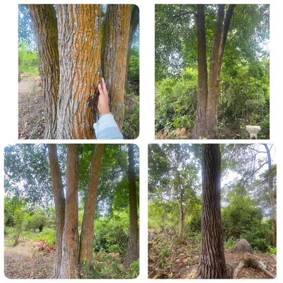 ไม้ตำเสา หรือไม้กันเกรา หลายต้น