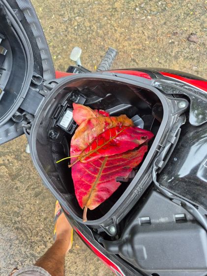 ปลากัดเก่งลูกนอกพร้อมใบหมักเกรดพรีเมี่ยม4ใบ รูปที่ 4