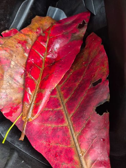 ปลากัดเก่งลูกนอกพร้อมใบหมักเกรดพรีเมี่ยม4ใบ รูปที่ 2