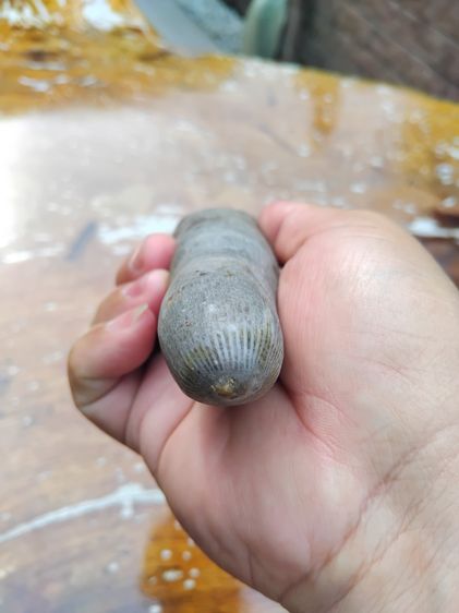 คตมันเทศ ทรงกลมยาว ที่ขั้วมีเส้นรัศมี ขนาดประมาณ 6 นิ้ว เนื้อแห้ง มันเงา สีน้ำตาลอมแดง ขนาดใหญ่ แข็งเป็นหิน มีน้ำหนัก เก่าจัด คตงอ รูปทรงเป็ รูปที่ 4