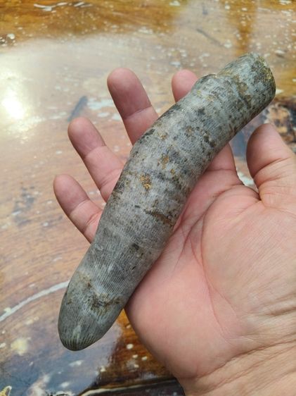 คตมันเทศ ทรงกลมยาว ที่ขั้วมีเส้นรัศมี ขนาดประมาณ 6 นิ้ว เนื้อแห้ง มันเงา สีน้ำตาลอมแดง ขนาดใหญ่ แข็งเป็นหิน มีน้ำหนัก เก่าจัด คตงอ รูปทรงเป็ รูปที่ 5