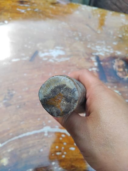 คตมันเทศ ทรงกลมยาว ที่ขั้วมีเส้นรัศมี ขนาดประมาณ 6 นิ้ว เนื้อแห้ง มันเงา สีน้ำตาลอมแดง ขนาดใหญ่ แข็งเป็นหิน มีน้ำหนัก เก่าจัด คตงอ รูปทรงเป็ รูปที่ 3