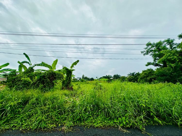 ที่ดิน200ตรว เมืองนครนายก รูปที่ 4