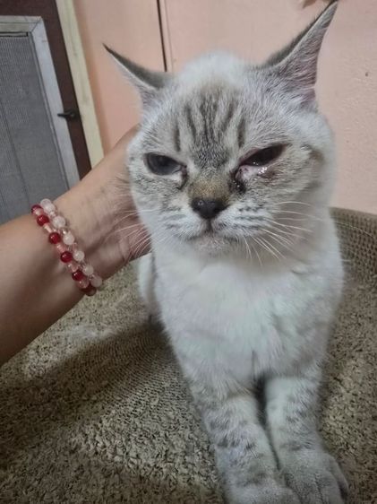 ลดประชากร Siamese British Cat "วิเชียรมาศผสมบริติชช็อตแฮร์" รูปที่ 4