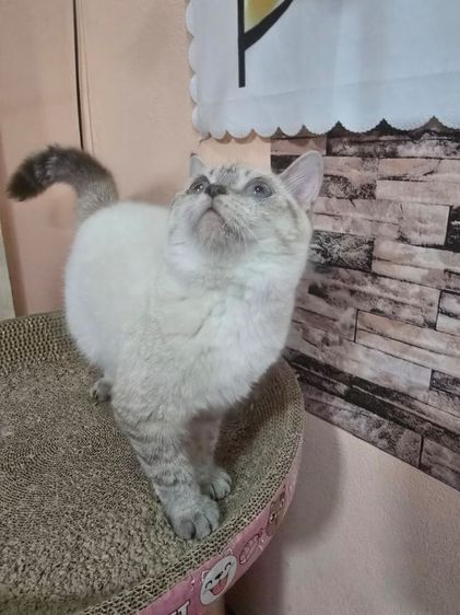 ลดประชากร Siamese British Cat "วิเชียรมาศผสมบริติชช็อตแฮร์" รูปที่ 7