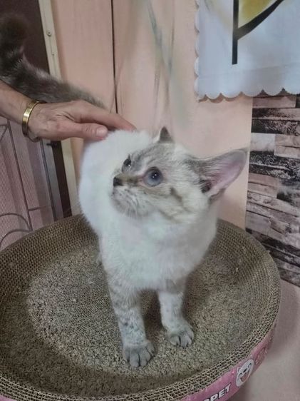 ลดประชากร Siamese British Cat "วิเชียรมาศผสมบริติชช็อตแฮร์" รูปที่ 5