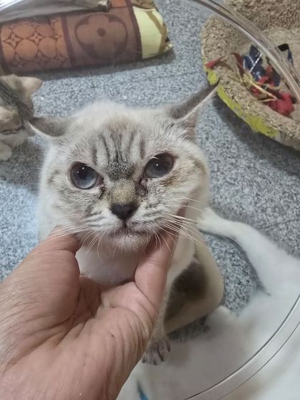 ลดประชากร Siamese British Cat "วิเชียรมาศผสมบริติชช็อตแฮร์" รูปที่ 2