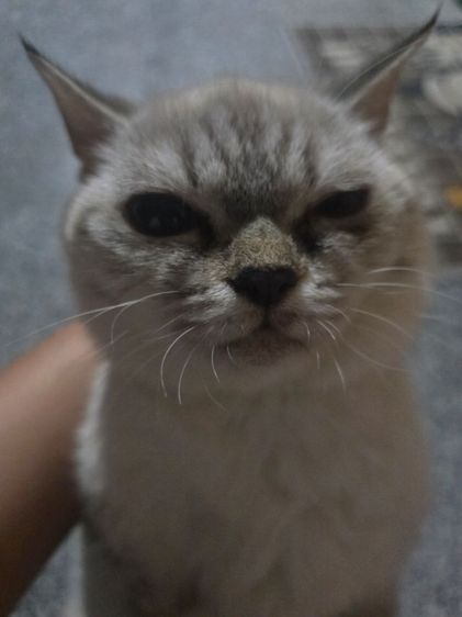ลดประชากร Siamese British Cat "วิเชียรมาศผสมบริติชช็อตแฮร์" รูปที่ 6