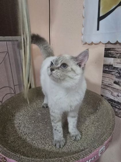 ลดประชากร Siamese British Cat "วิเชียรมาศผสมบริติชช็อตแฮร์" รูปที่ 9