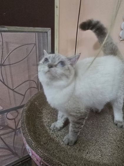 ลดประชากร Siamese British Cat "วิเชียรมาศผสมบริติชช็อตแฮร์" รูปที่ 8