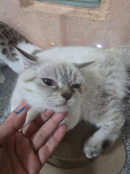 บริติช ชอร์ตแฮร์ (British Shorthair) ลดประชากร Siamese British Cat "วิเชียรมาศผสมบริติชช็อตแฮร์"