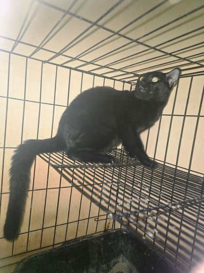 แมวโกญจา รูปที่ 3