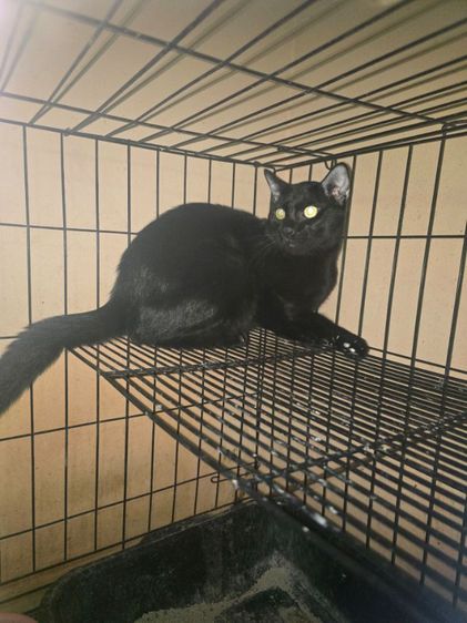 แมวโกญจา รูปที่ 2